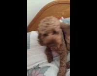 Curly haired dog in bed shows teeth every time owner tries to move it