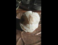 Collab DailyDoseOfInternet - Woman shows and explains fossil collection