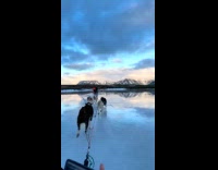 Pack of dogs pulls owner while dogsledding part 2