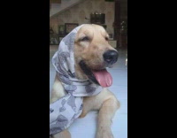 Collab KaleSaladIG - Dog wears different outfits on head