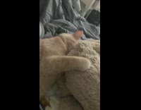 Cat sleep and hug stuffed toy bed