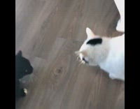 Black white cat grabs pepperoni from hand