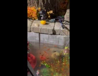 Goldfish bed stuy aquarium on the street