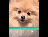 Guy hires dog to be a jewelry model and does a photoshoot with Pomeranian