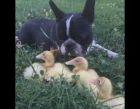 Black frenchie hanging out with ducklings