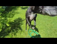 Black dog jumps bites water green hose
