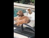 Dogs sitting on lounge chairs sunbathing