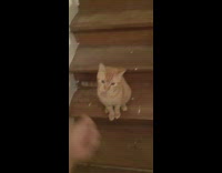 Pet cat tricked and received a dirty finger