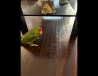 Parrot watch kitten play with animatronic plushy