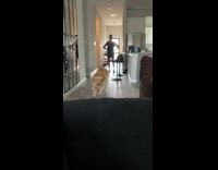 Dog refuses to go on walks away hides on couch 