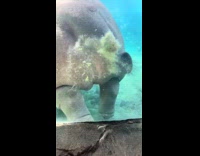 Collab Clips MPUGC - hippo farts out poop while swimming 