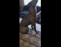 Dog stomps carpet while getting chest rubs