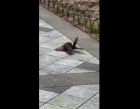 Two birds fight on the park walkway