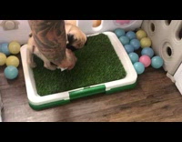 Pug puppy goes potty on fake grass 