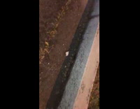 Small frogs hops on the sidewalk curb