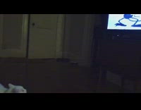 (3RD PARTY CONTENT)white cat laying down watching cartoons 