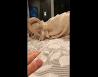 Dog play and run around the bed