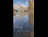 Goose stand on thin ice falls down