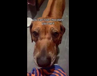 Collab Clips MPUGC - Dog crying wants to eat chocolate