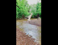 Labrador dog jumps catches ball creek water 