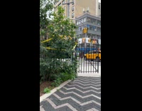 Swarm of bees on plant stem street