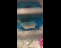 Collab KaleSaladIG - Hamster runs too fast on blue wheel and makes other hamster roll then fall off