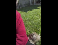 Woman threatens to turn pet turtle into soup