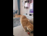 Girl play fetch with cat using Christmas ball