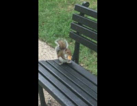 brown squirrel eating cookie on bench 