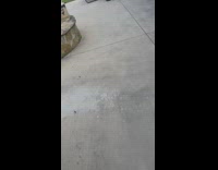 Collab BitchMP - Dog in yellow shoes runs to woman funny