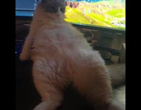 Cat lay back on desk and computer