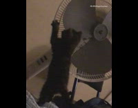 Black kitten falls off bed fan blade