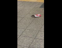 small baby rat crawls inside food wrapper 