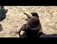 Dog happily rolls around in the sand 