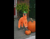 Grey dog pumpkin halloween costume red door