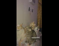 Four cats look up same direction flash