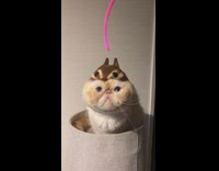 Cat with squirrel hat in bed trying to play with pink string toy