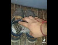 Collab DailyDoseOfInternet - Kitten sleep inside both of shoe holes