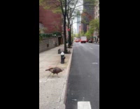 Turkey crosses the street with the filmer