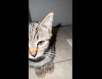 Collab Clips MPUGC - Kitten hiding behind counter space