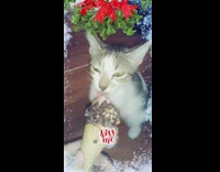 Kitten licks chocolate drumstick ice cream cone 