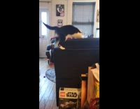 Cat tries going down falls from couch