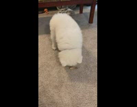 White puppy dog hesitates barks treat pt. 2