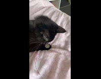 Collab Clips MPUGC2 - Black cat flips coin under paw