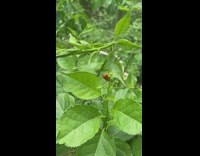 Ladybug on top of another ladybug on a plant