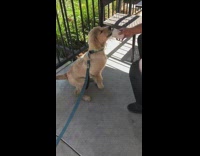 Golden retriever stands on hind legs and eats whipped cream from starbucks cup