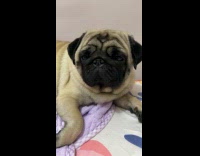 Woman talk to pug dog named Milo