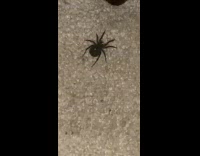 Guy kills spiders and babies spread through carpet floor