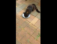 Cat lay and rub self on plate