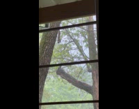 Squirrel hangs on the tree and eats a nut in the rain